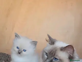 Ragdoll cats Tica registered Ragdolls - Advert 2