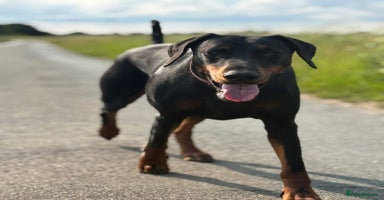 Dobermann dogs - Advert 9