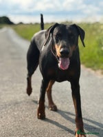 Dobermann dogs - Advert 11