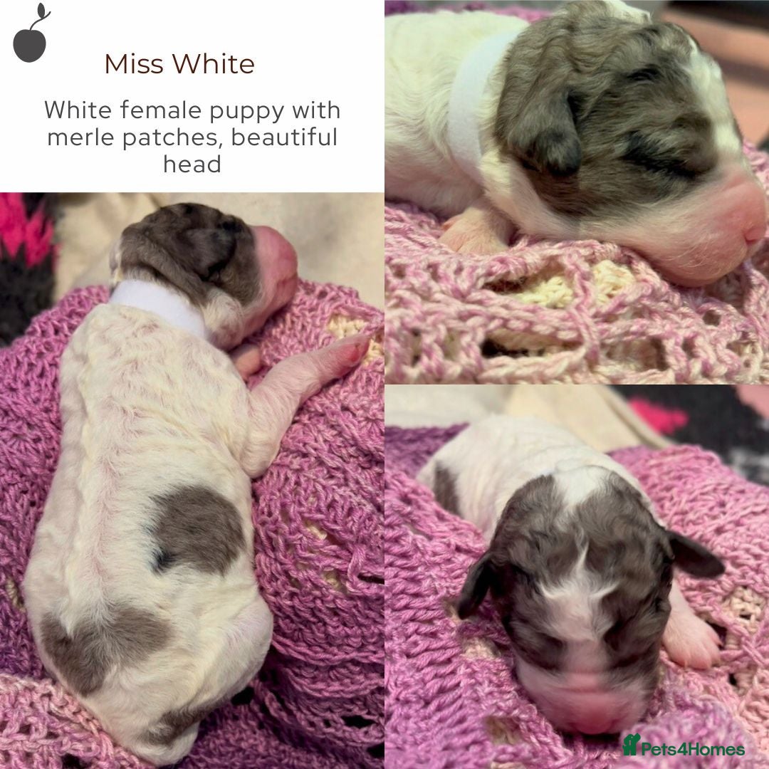 Miniature Poodle dogs for stud: MOYEN POODLE CROSS - IDEAL FOR DOODLE PUPPIES - Advert 6