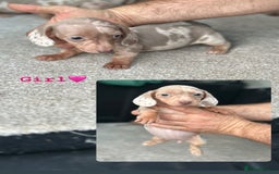 Miniature Dachshund dogs for sale: Rare colour miniature dachshund pups - Image 13