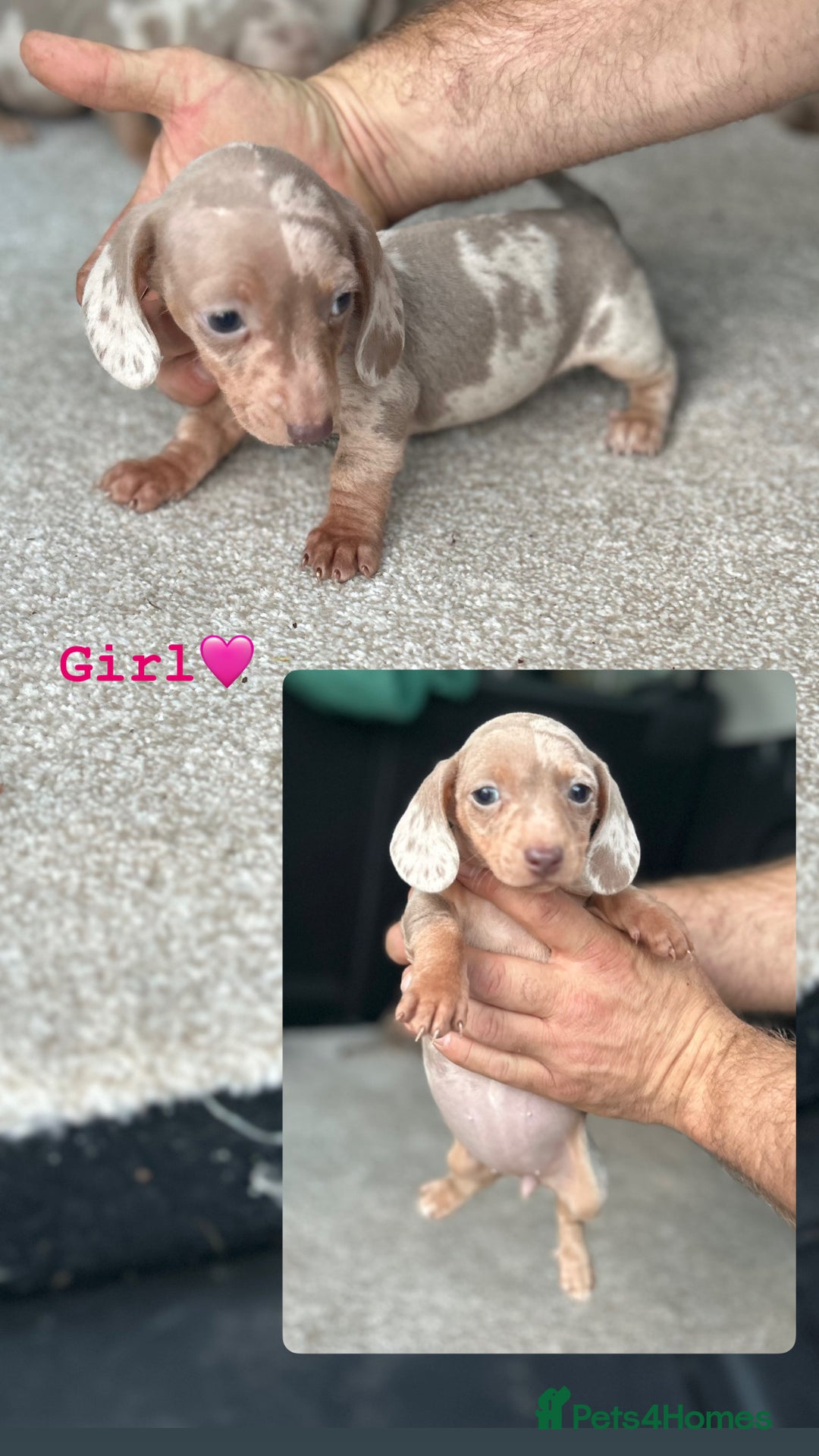 Miniature Dachshund dogs for sale: Rare colour miniature dachshund pups - Image 13