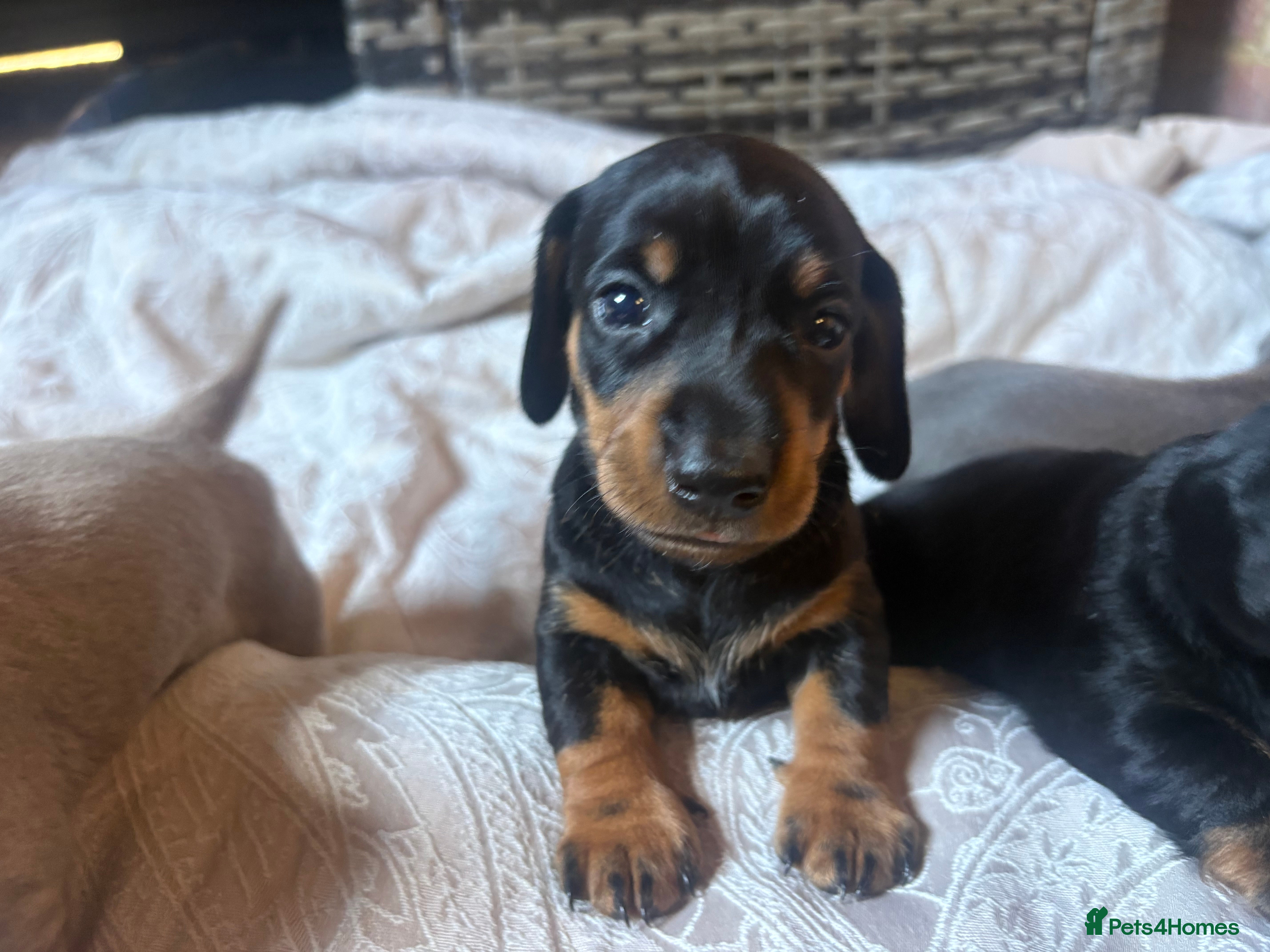 Miniature Dachshund dogs Beautiful Miniature Dachshund Puppies 🐾❤️ - Advert 1