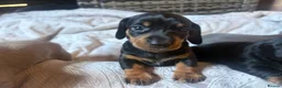 Miniature Dachshund dogs for sale: Beautiful Miniature Dachshund Puppies 🐾❤️ - Advert 14