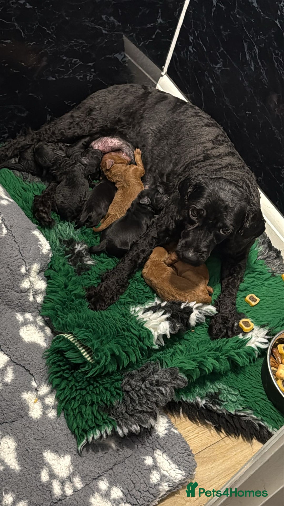 Cockapoo dogs for sale: Toy f1b - Image 11