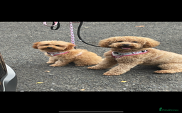 Cavapoo dogs for sale: Minnie and Marnie sad sale due to family split - Image 1