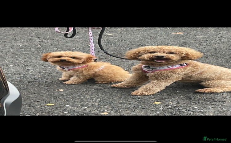 Cavapoo dogs - Advert 8