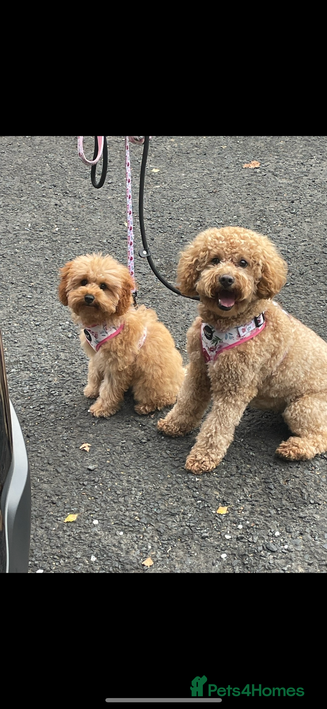Cavapoo dogs for sale: Minnie and Marnie sad sale due to family split - Image 1