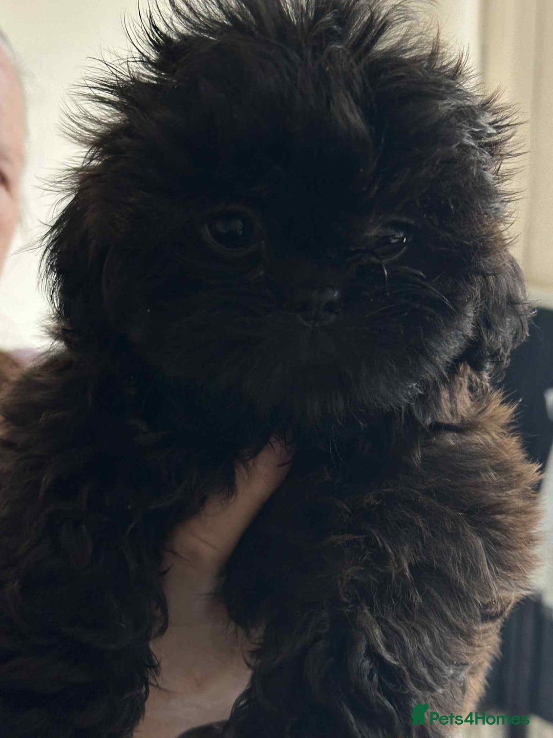Shih Tzu dogs for sale: Pedigree shitzu puppies  - Image 4