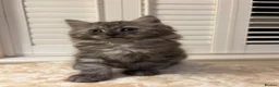 Mixed Breed cats for sale: 3 Dark grey mixed persian chinchilla kittens - Advert 23