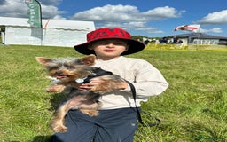 Yorkshire Terrier dogs for stud: For stud - Image 2