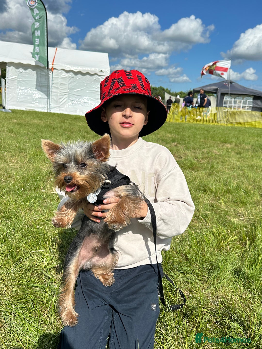 Yorkshire Terrier dogs for stud: For stud - Image 2