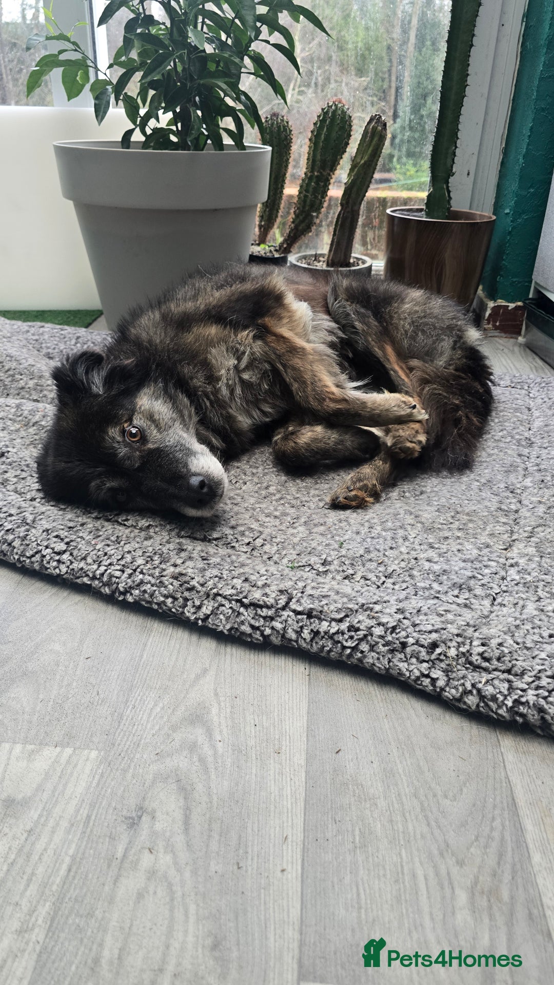 Mixed Breed dogs for adoption: Freya for adoption! - Advert 4