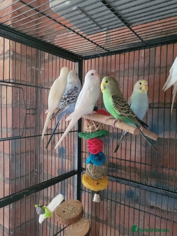 Budgerigars birds - Advert 16