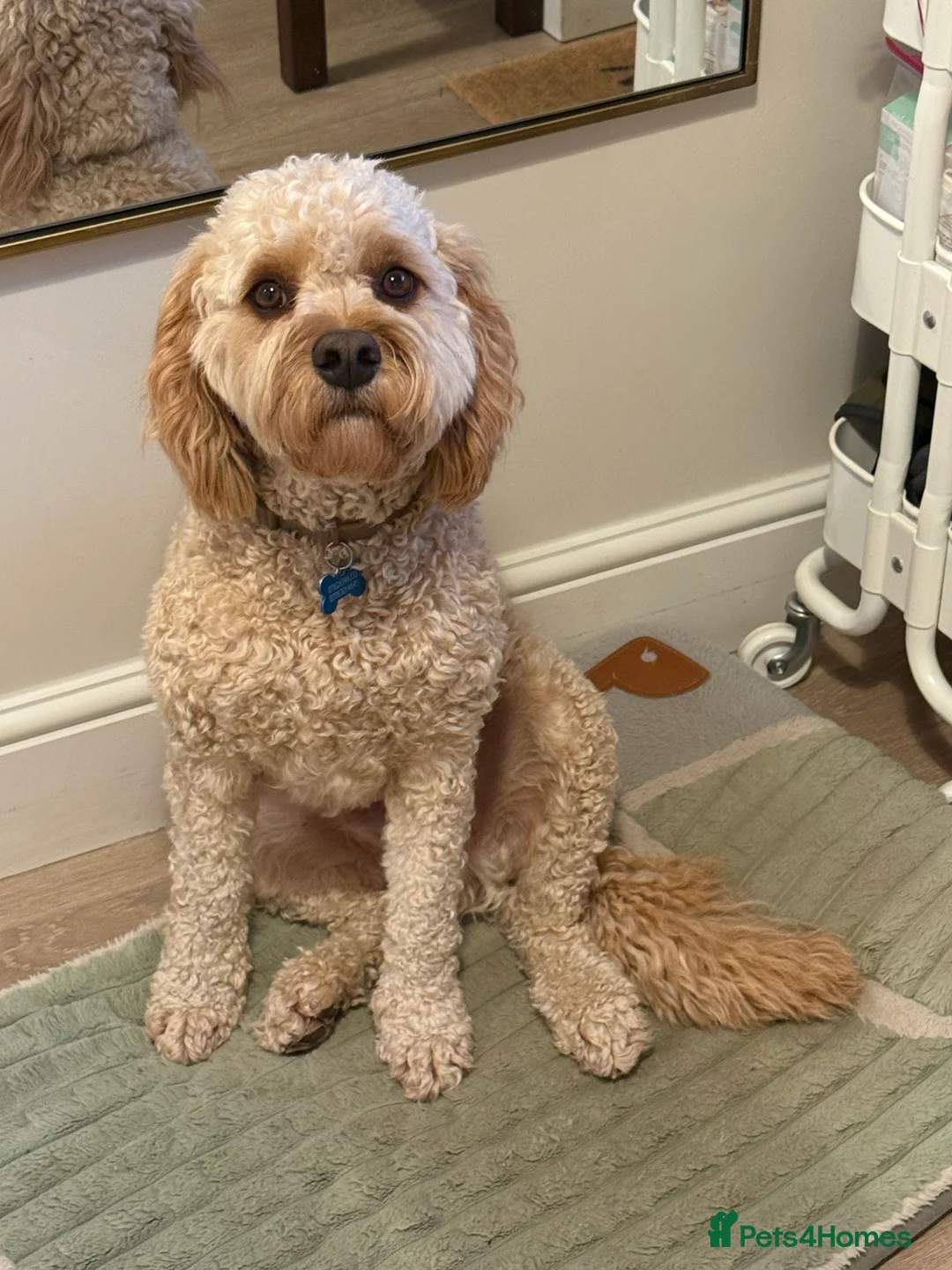 Cavapoo dogs for sale: Beautiful/Well trained Cavapoo- Loving Home Needed - Advert 2