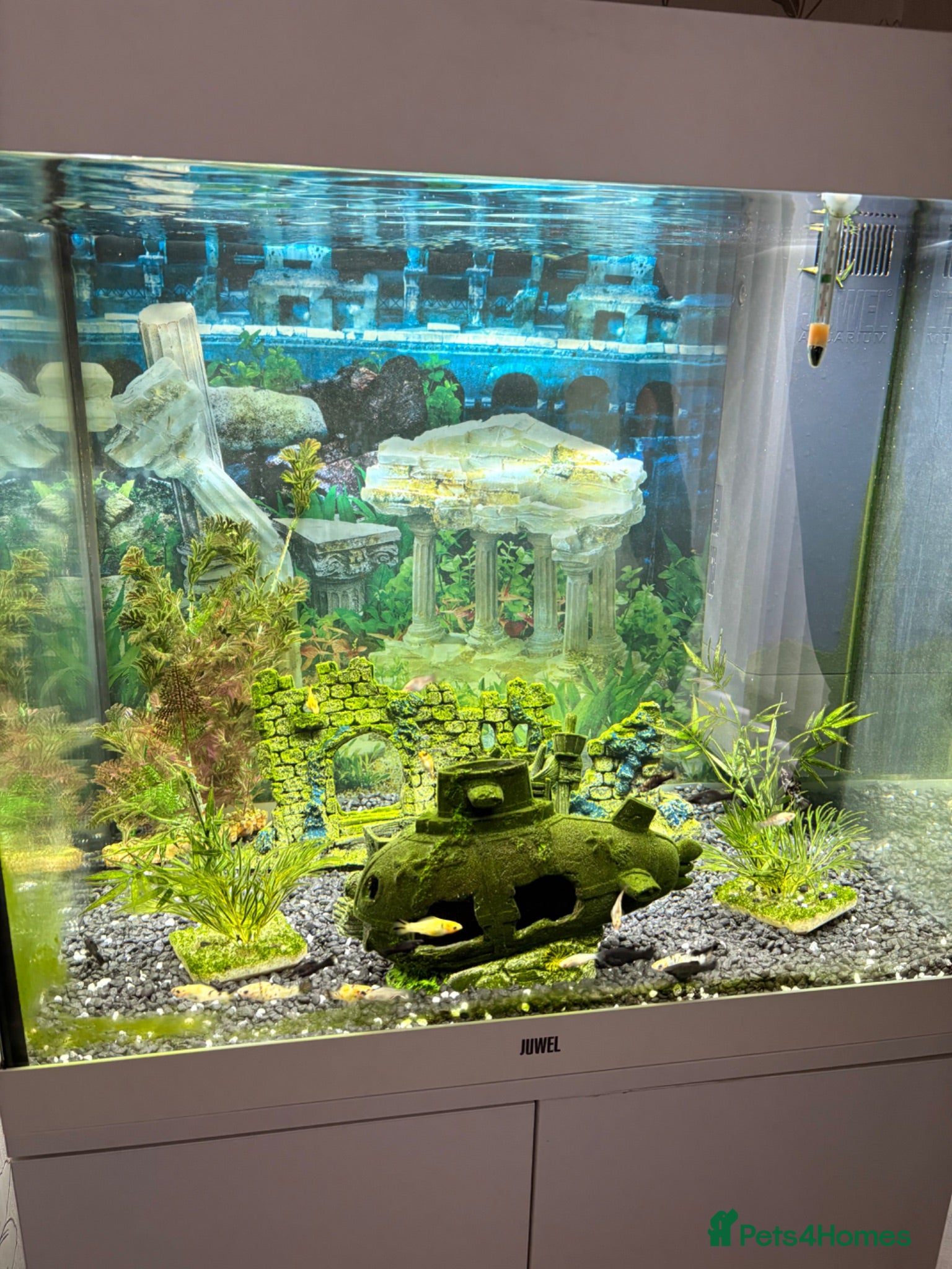 Mollies fish Juwel 200 fish tank fully set up with fish - Advert 1
