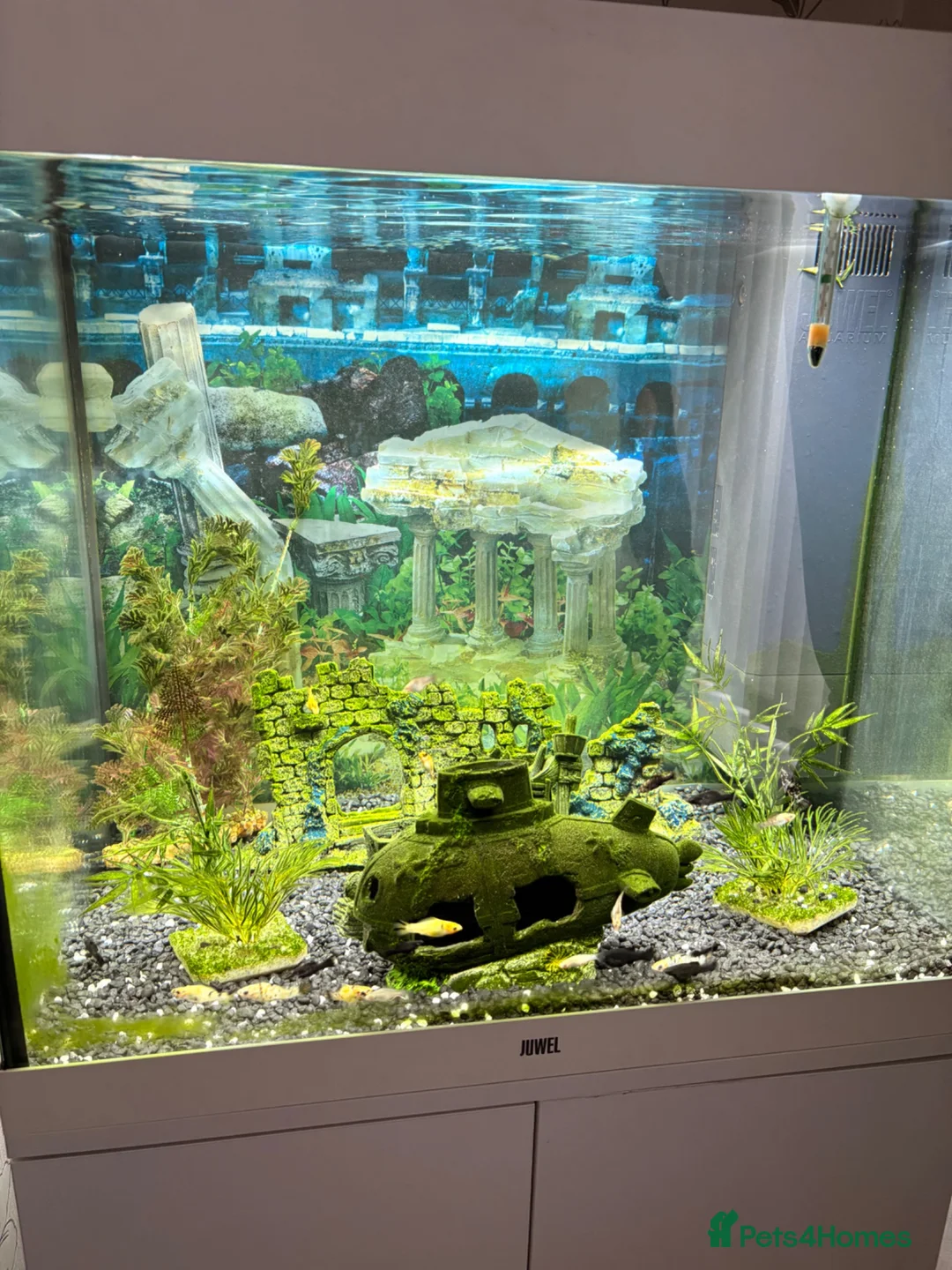 Mollies fish for sale: Juwel 200 fish tank fully set up with fish in Burton-on-Trent - Advert 1