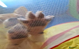 Chihuahua dogs for stud: PUREBRED CHIHUAHUA FOR STUD ONLY APPLE HEADED   - Image 4
