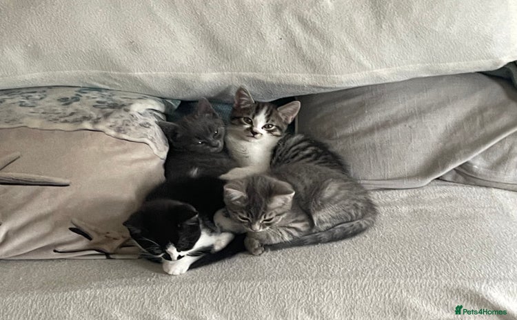 Mixed Breed cats - Advert 13
