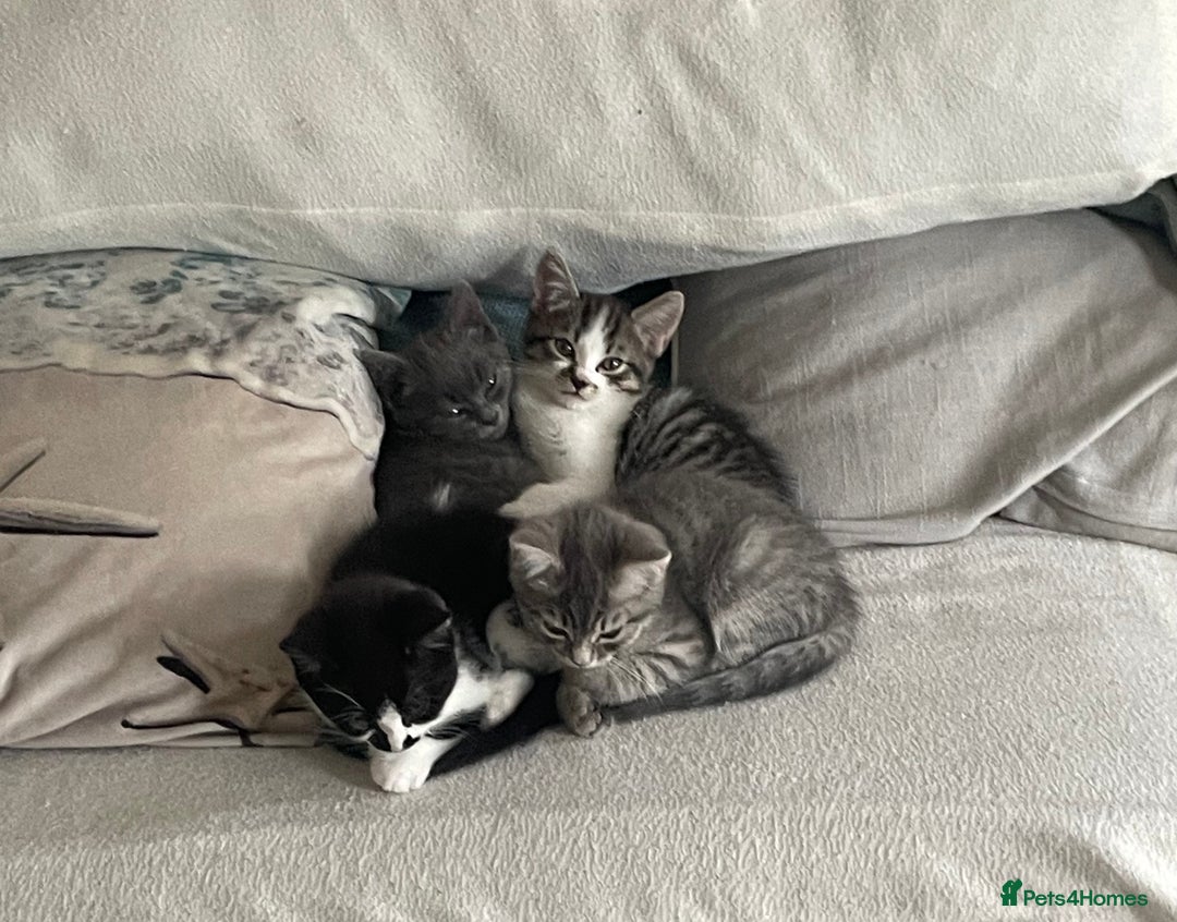 Mixed Breed cats for sale: Adorable Ragdoll Mix Kittens for Sale! - Image 1