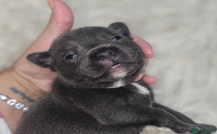Staffordshire Bull Terrier dogs - Advert 5