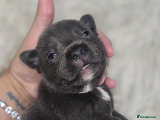 Staffordshire Bull Terrier dogs - Advert 24