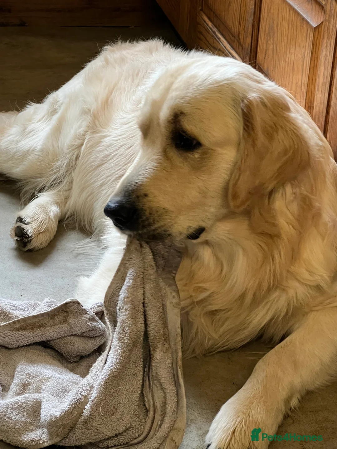 Golden Retriever dogs for stud: Golden Retriever for stud in Thirsk - Advert 5