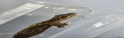 Gecko reptiles for sale: Kuhl's Flying Gecko - Advert 4
