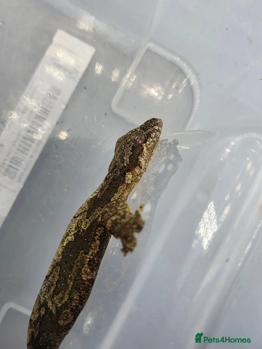 Gecko reptiles for sale: Kuhl's Flying Gecko - Advert 4