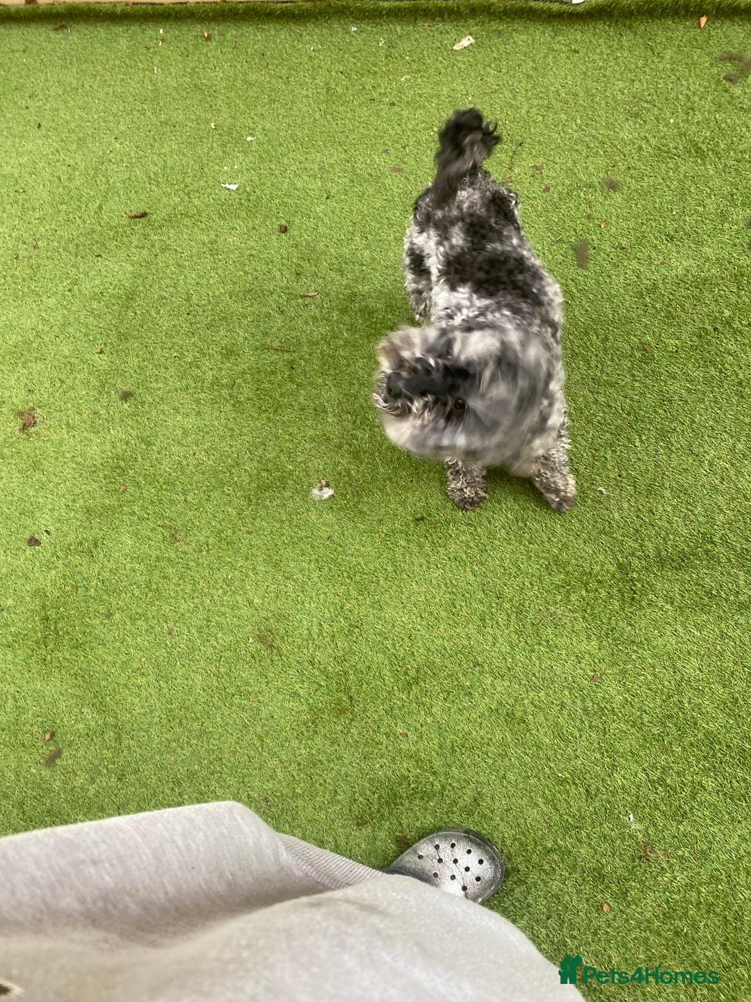 Cockapoo dogs for sale: Cockapoo 2 year old - Advert 3