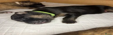 German Shepherd 3