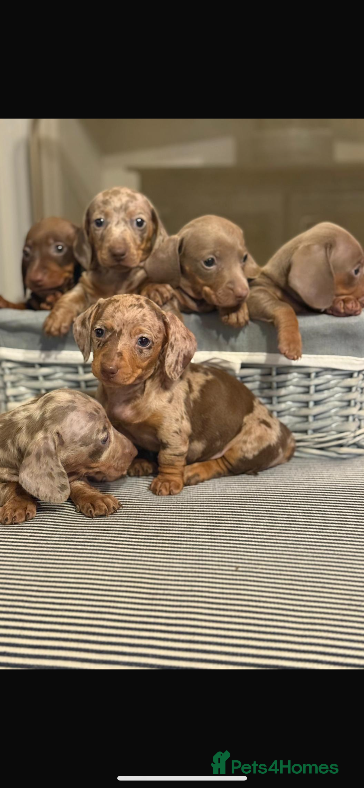 Miniature Dachshund dogs Kc reg miniature dachshunds boys and girls  - Advert 3