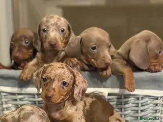 Miniature Dachshund dogs Kc reg miniature dachshunds boys and girls - Advert 3