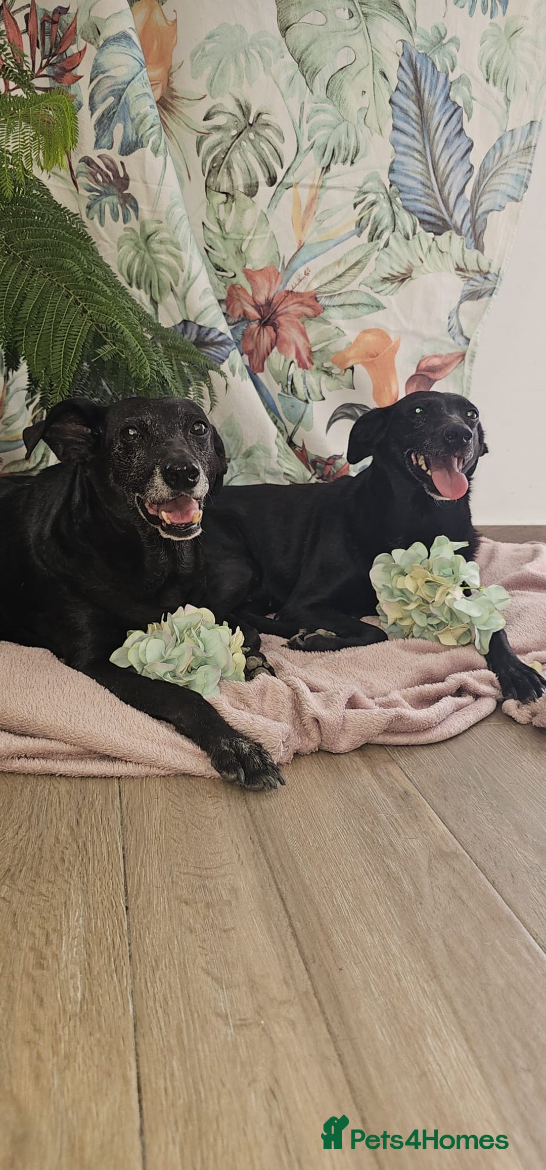 Mixed Breed dogs for adoption: A joint home needed for two Grandma’s - Image 2