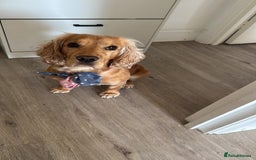 Cocker Spaniel dogs for sale: Sunny-Working Cocker Spaniel - Image 2