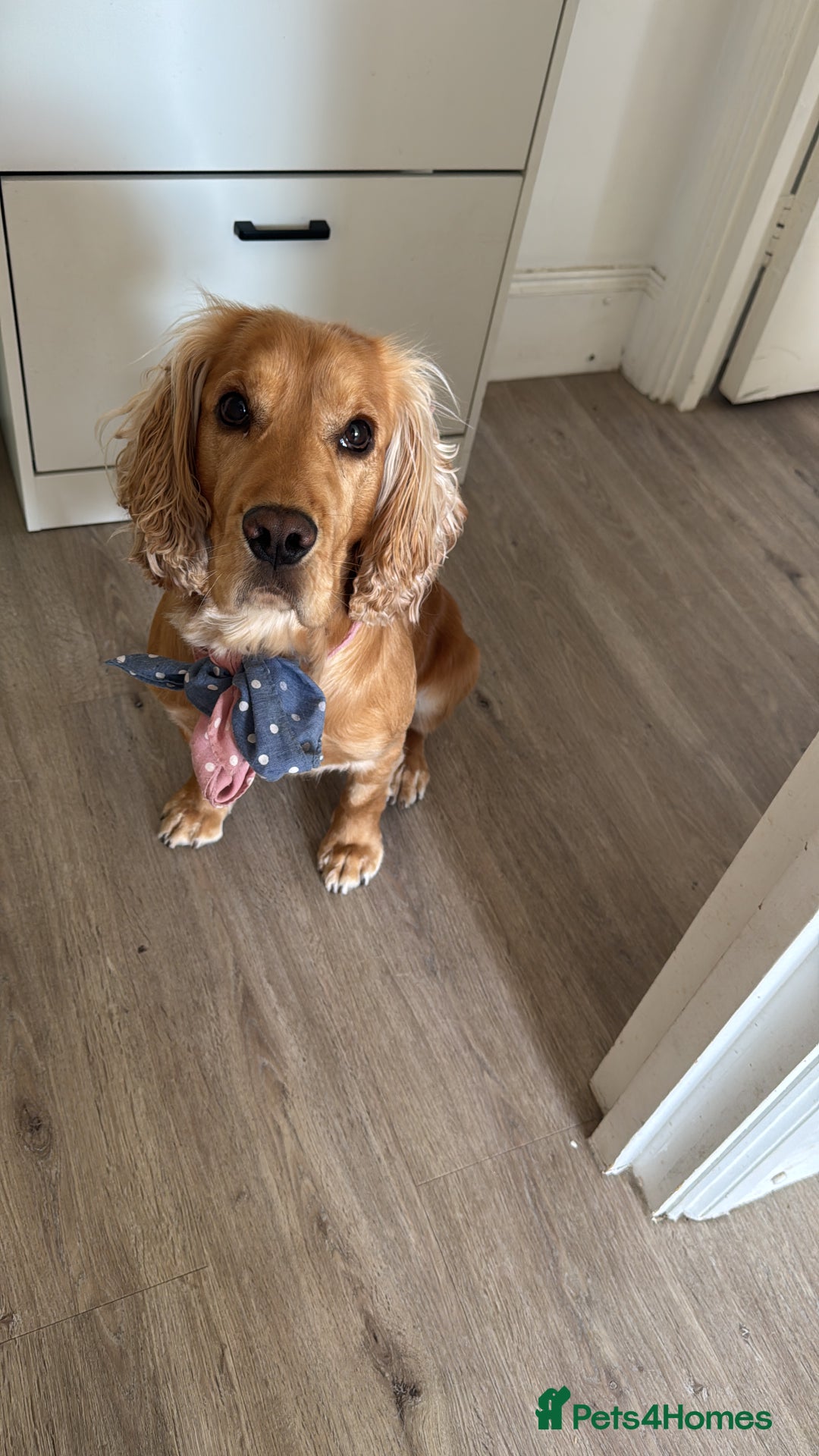 Cocker Spaniel dogs for sale: Sunny-Working Cocker Spaniel - Image 2