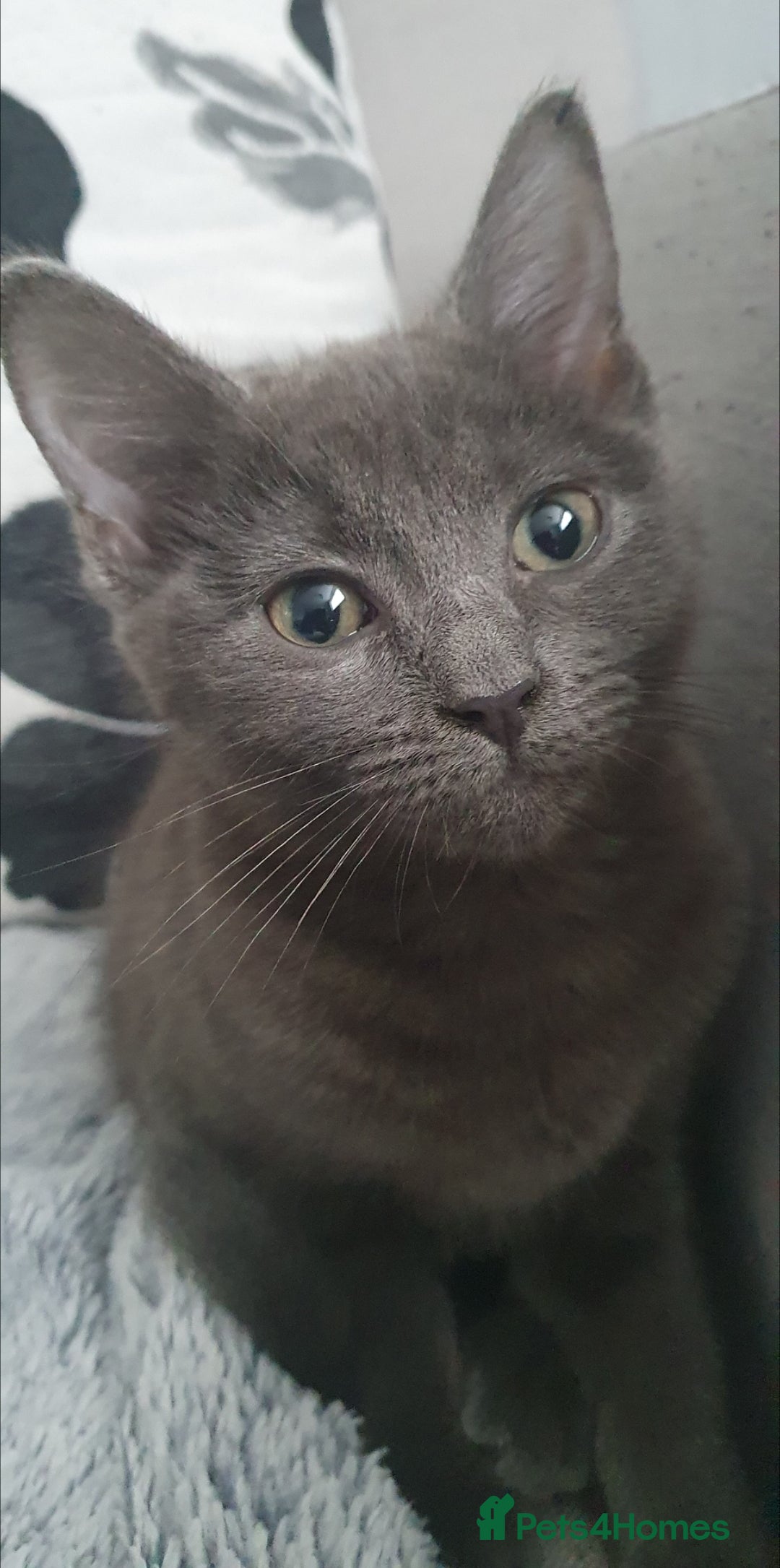 Mixed Breed cats for sale: BLUE BENGAL RUSSIAN BLUE NORWEGIAN FOREST GIRL - Advert 2