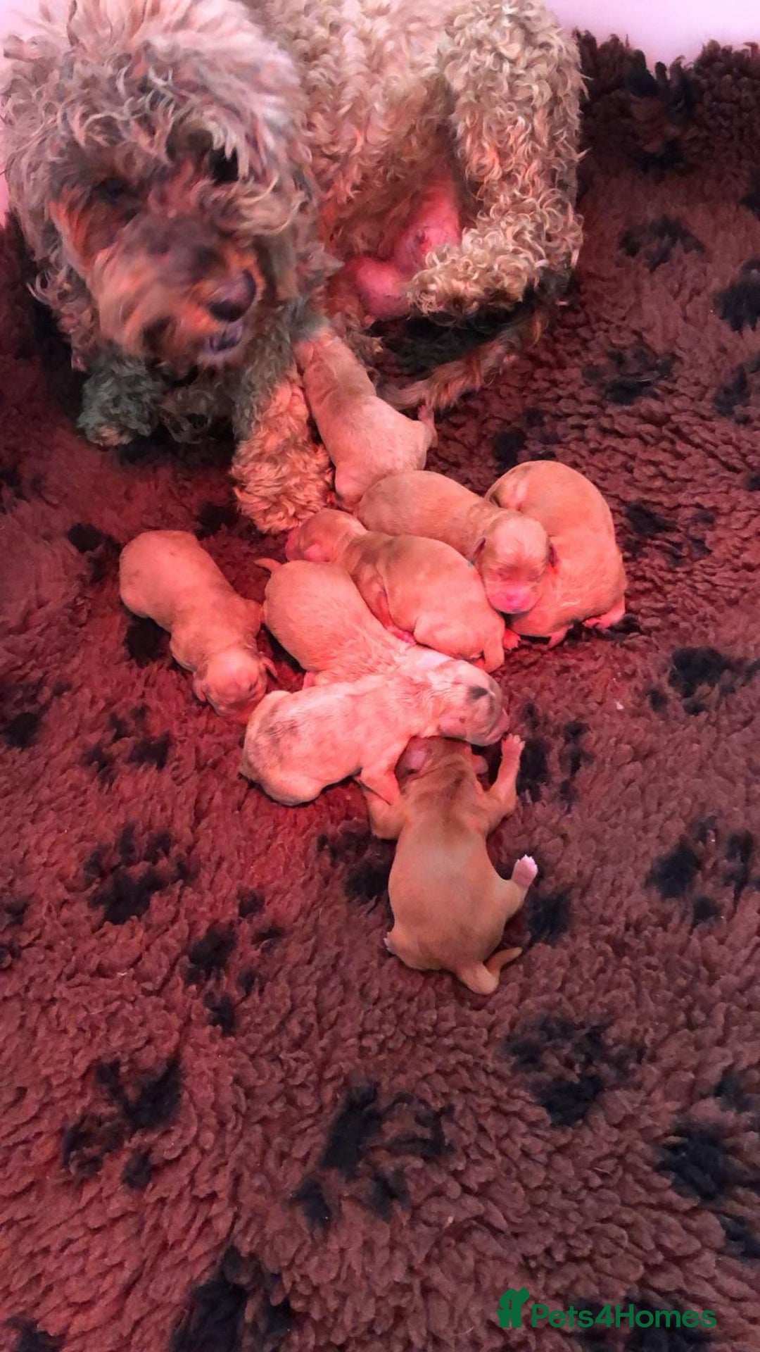 Cavapoo dogs for sale: Stunning cavapoo f1b puppies ready for new homes❤️ - Image 9