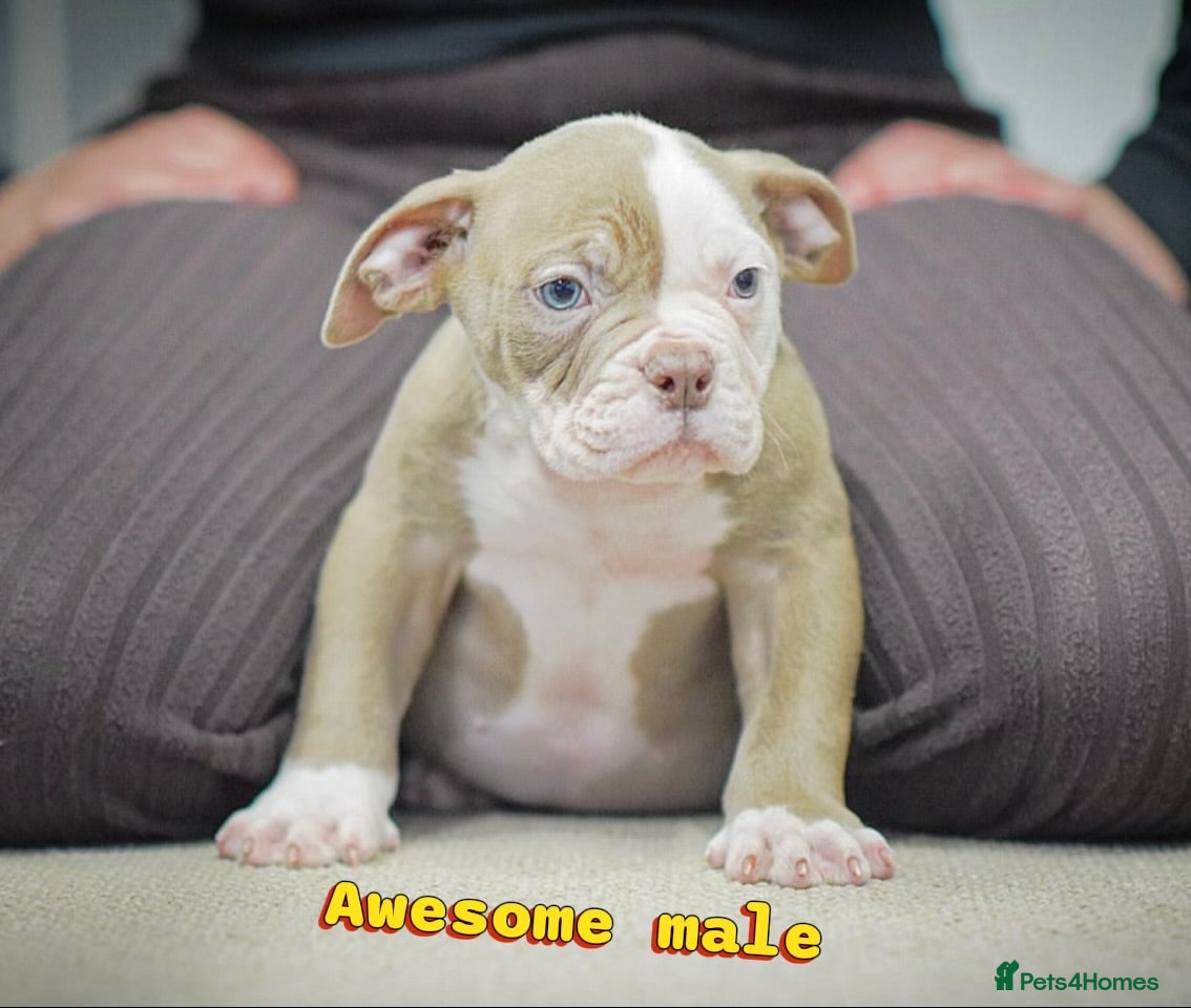 Olde English Bulldogge dogs 23 years experience 5⭐️Rated licensed  - Advert 5