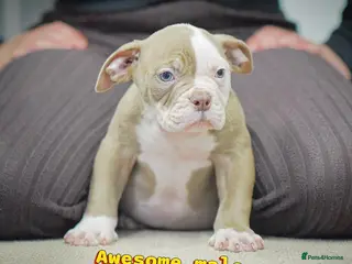 Olde English Bulldogge dogs 23 years experience 5⭐️Rated licensed - Advert 5