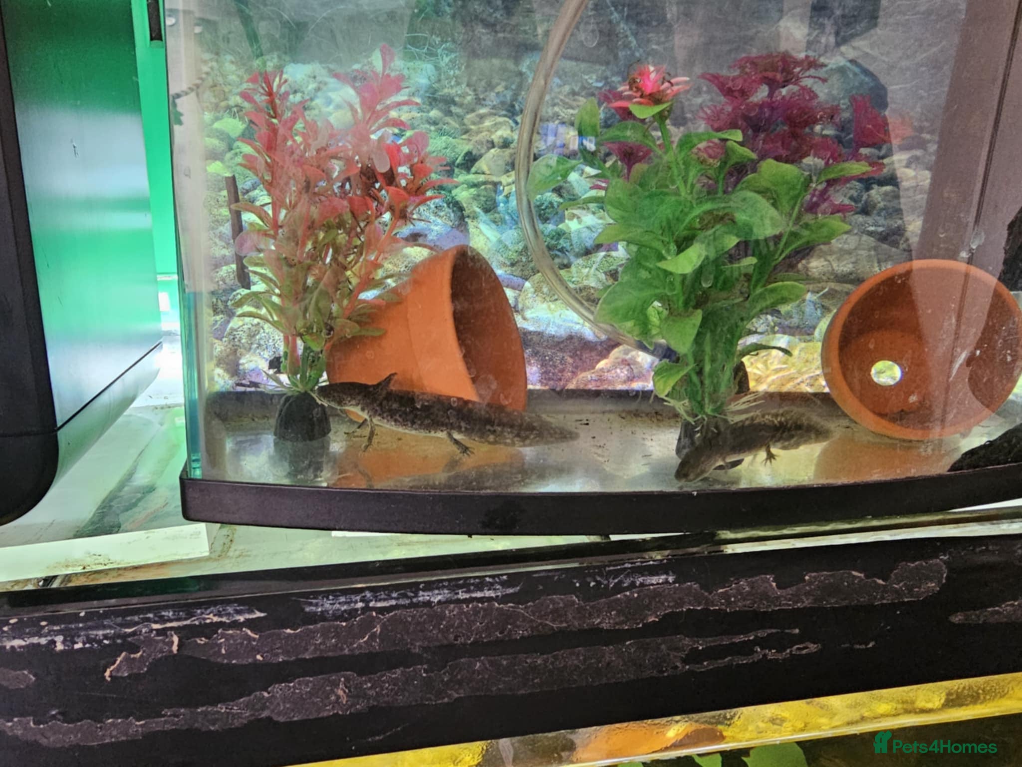 Other/Mixed Breed fish Axolotl - Advert 1