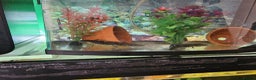 Other/Mixed Breed fish for sale: Axolotl - Advert 1