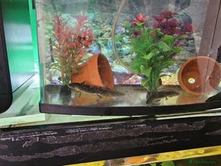 Other/Mixed Breed fish Axolotl - Advert 1