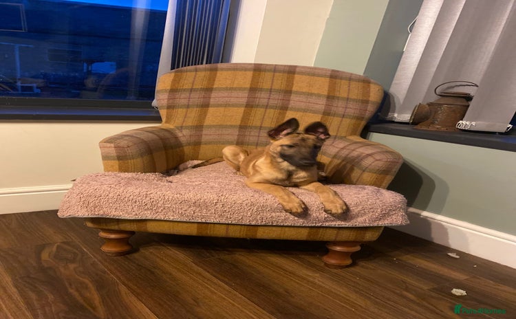 Belgian Shepherd Dog dogs Belgian shepherd pups REDUCED,! - Advert 3