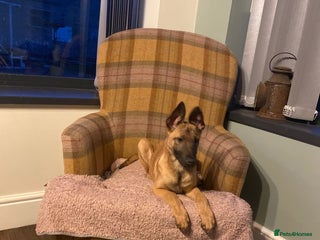 Belgian Shepherd Dog dogs Belgian shepherd pups REDUCED,! - Advert 11