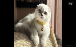 Scottish Fold cats for sale: Beautiful TICA Registered Scottish Girl Kittens - Image 2