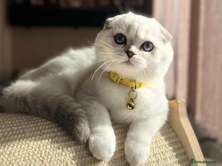 Scottish Fold cats - Advert 27