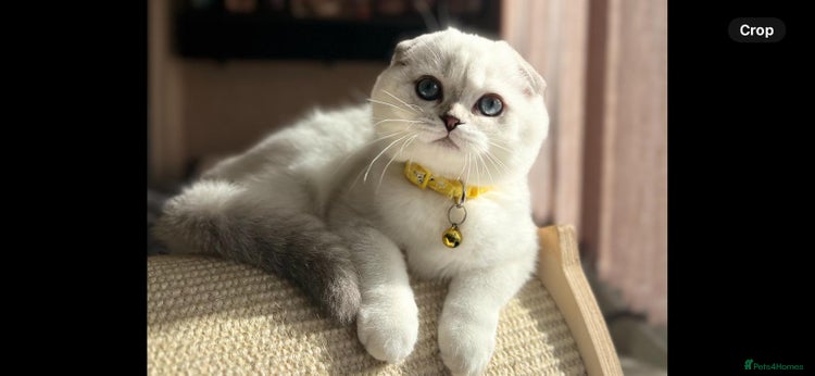 Scottish Fold cats - Advert 1