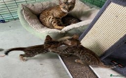 Bengal cats for sale: Health Tested TICA 🩷Bengal female kittens  - Image 12