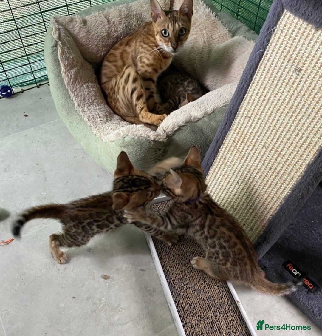 Bengal cats for sale: Health Tested TICA 🩷Bengal female kittens  - Image 12